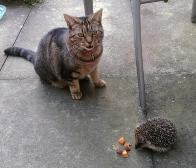 About Me. Bella and Hedgehog